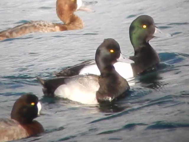 Lesser Scaup