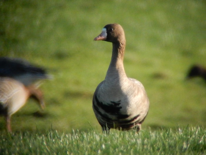 Russian White-fronted Goose
