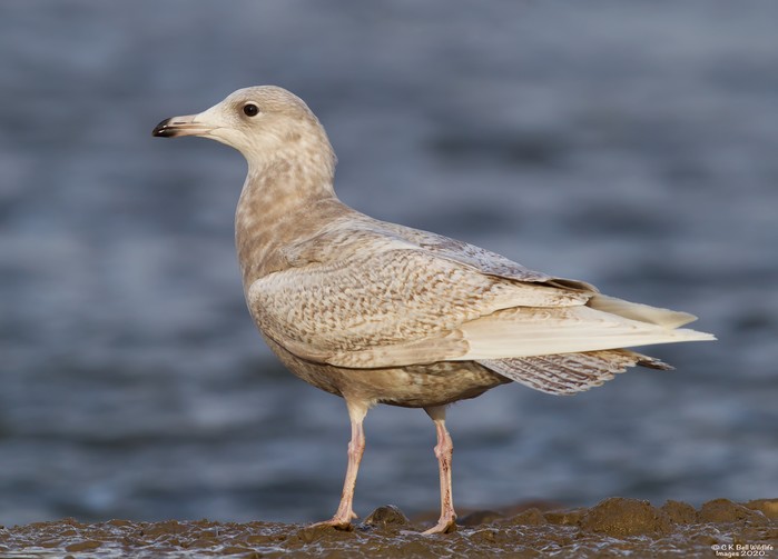 Iceland Gull