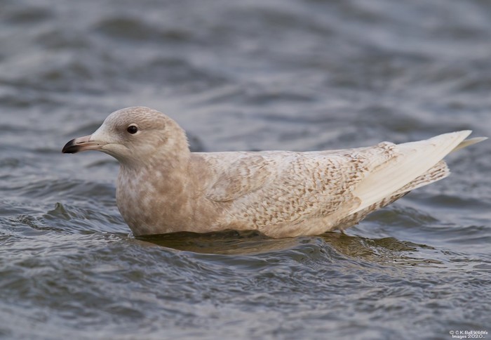 Iceland Gull