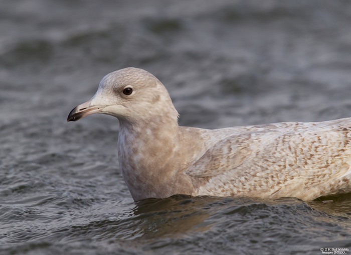 Iceland Gull