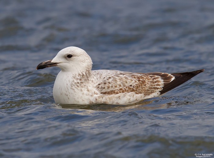 Caspian Gull