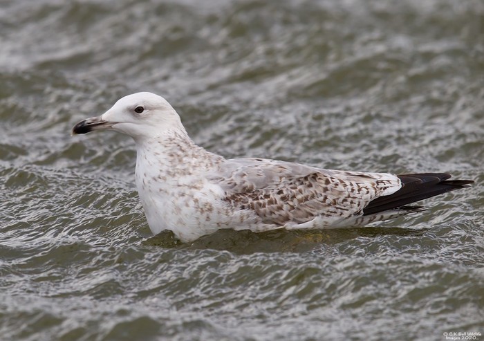 Caspian Gull