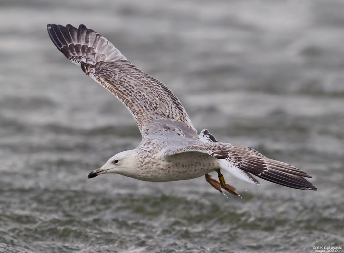 Caspian Gull