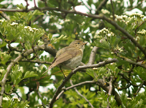 Iberian Chiffchaff