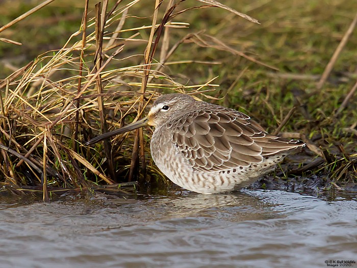 Long-billed Dowitcher