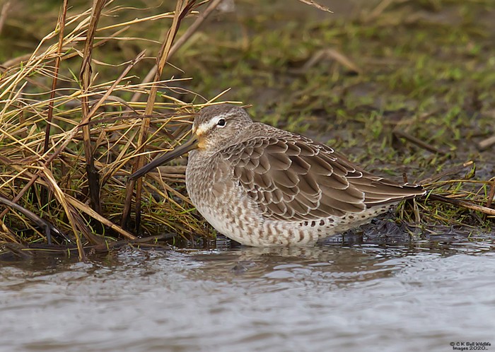 Long-billed Dowitcher