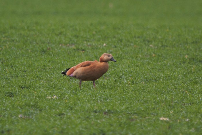 hybrid Ruddy Shelduck x Egyptian Goose