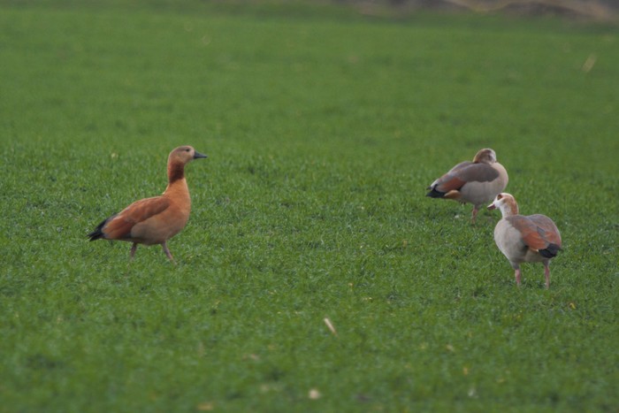 hybrid Ruddy Shelduck x Egyptian Goose