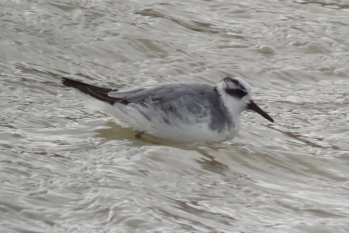 Grey Phalarope