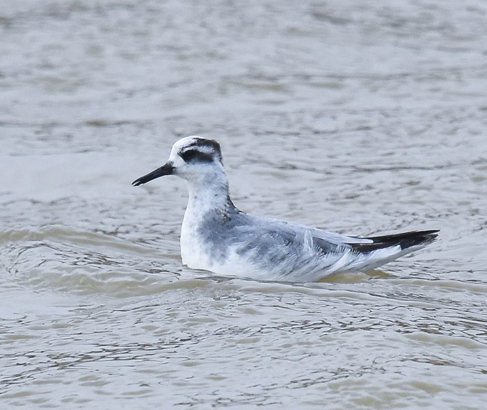 Grey Phalarope