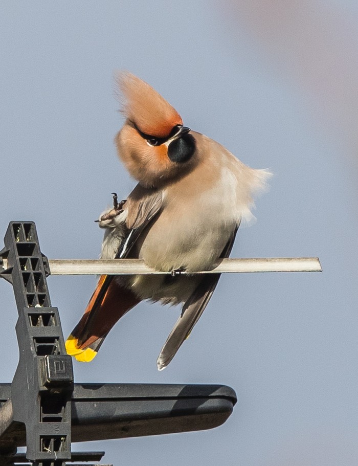 Waxwing