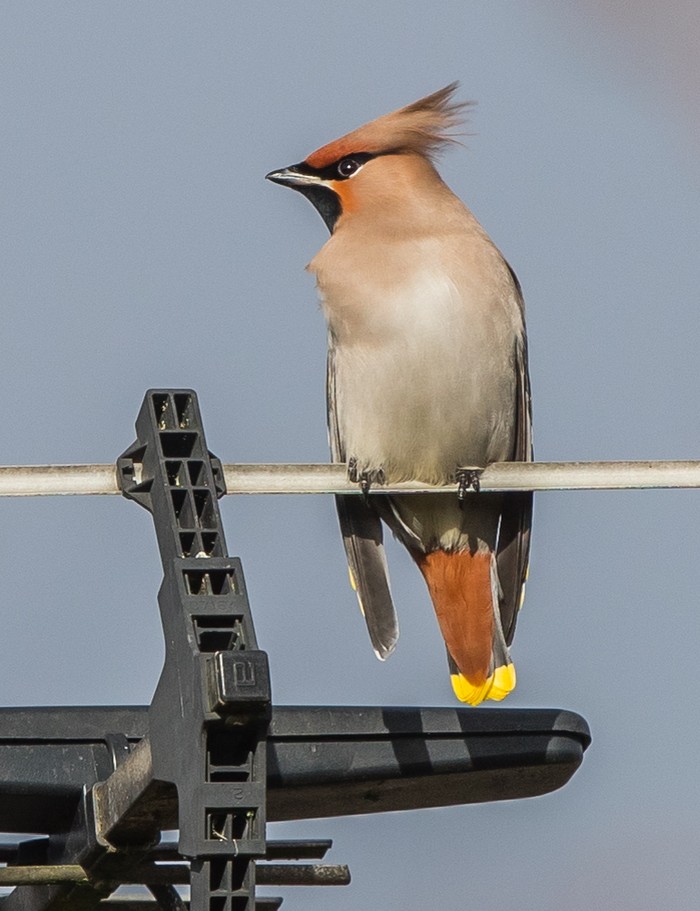 Waxwing