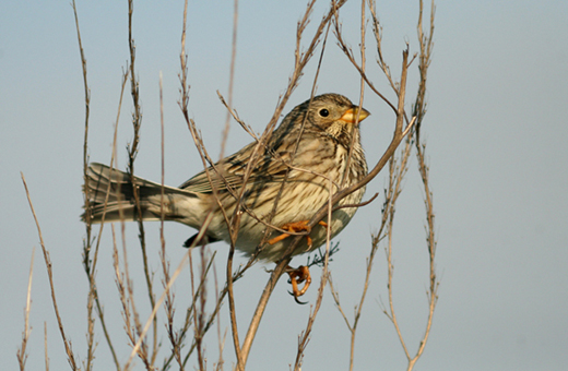 Corn Bunting