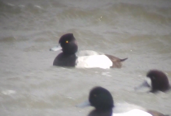 Lesser Scaup