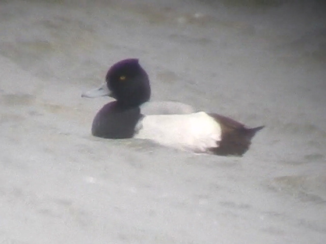 Lesser Scaup