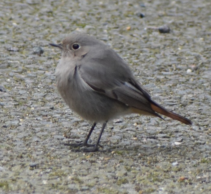 Black Redstart