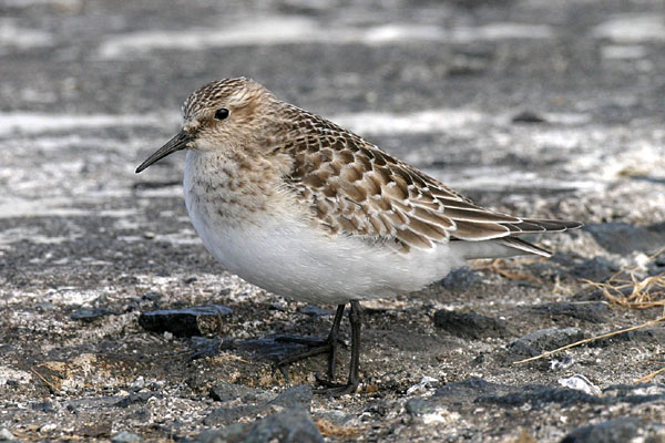Baird's Sandpiper
