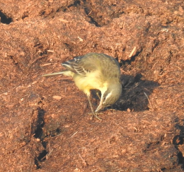 Blue-headed Eastern Yellow Wagtail