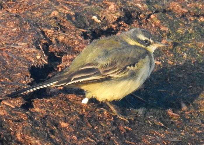 Blue-headed Eastern Yellow Wagtail
