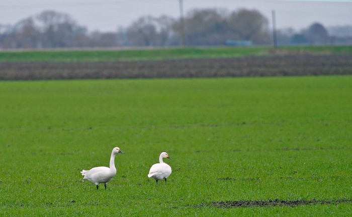 Bewick's Swan