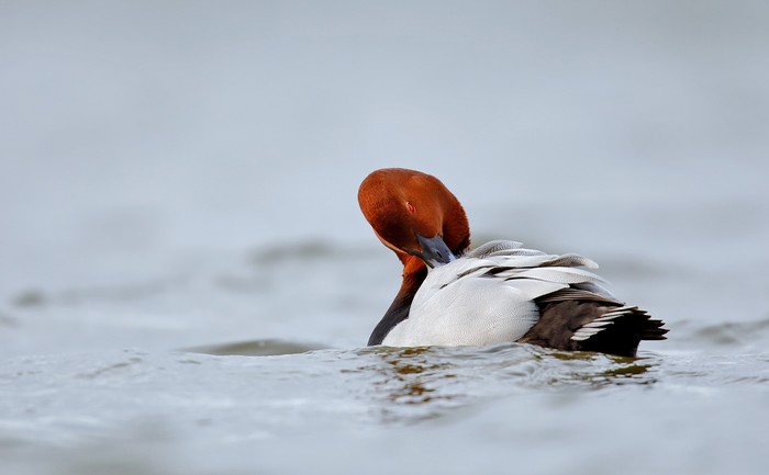 Pochard