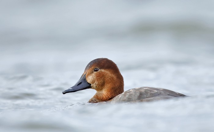 Pochard
