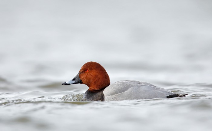 Red-crested Pochard