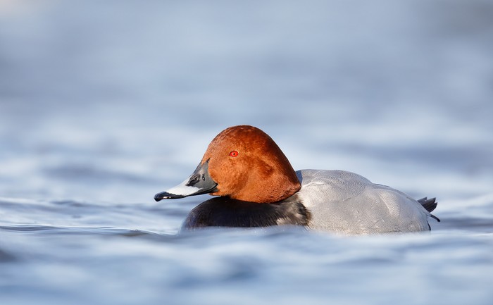 Pochard