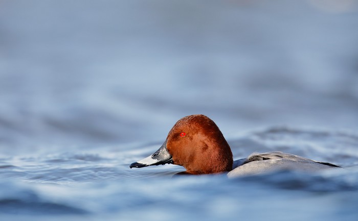 Pochard