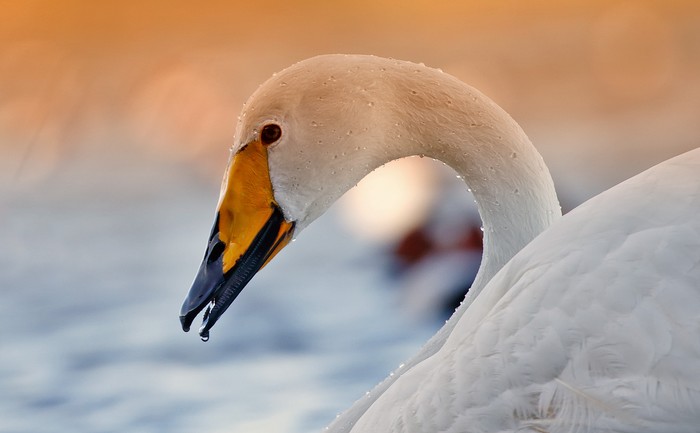 Whooper Swan