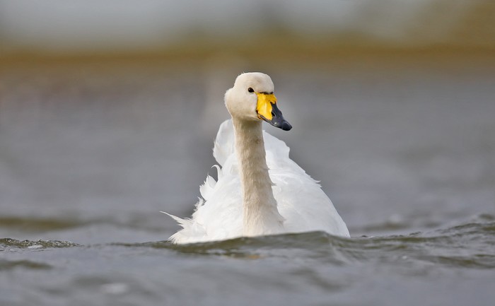 Whooper Swan
