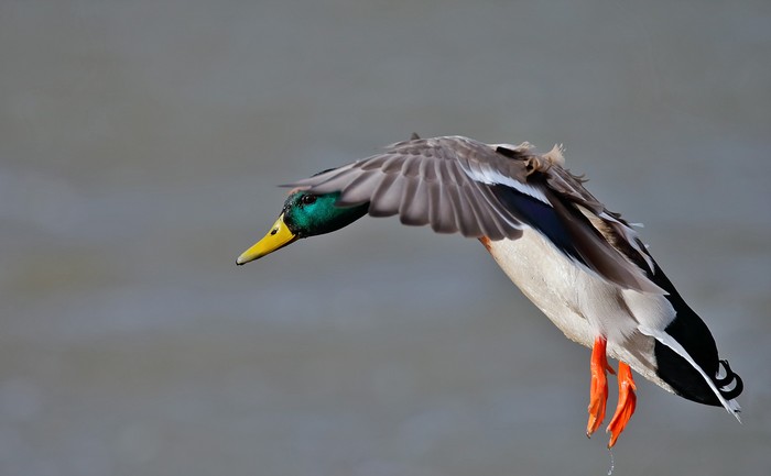 Mallard
