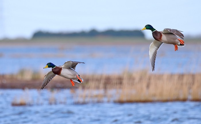 Mallard