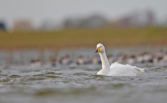 Whooper Swan