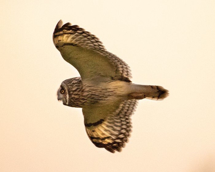 Short-eared Owl