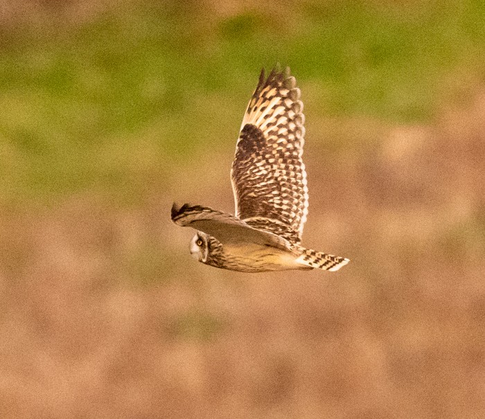 Short-eared Owl