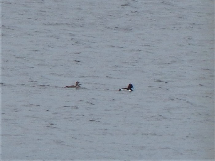 Ring-necked Duck