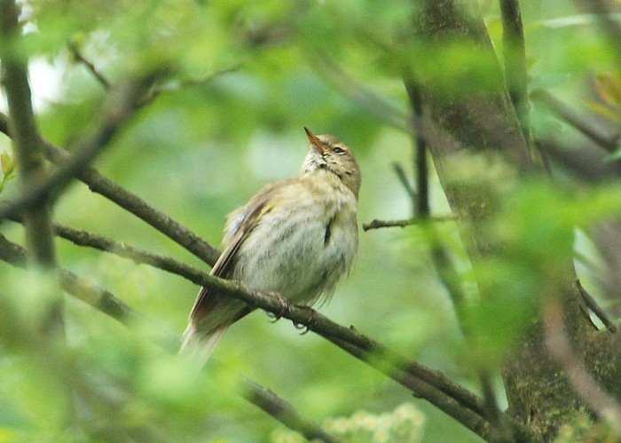 Iberian Chiffchaff