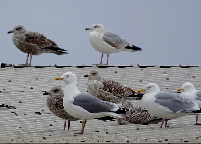 Yellow-legged Gull