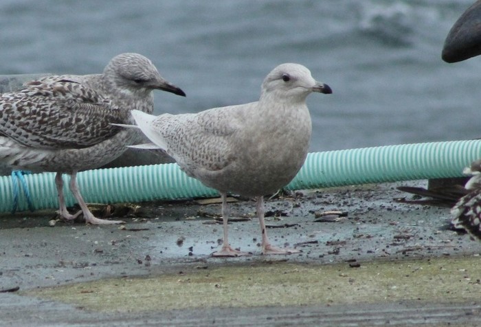 Iceland Gull
