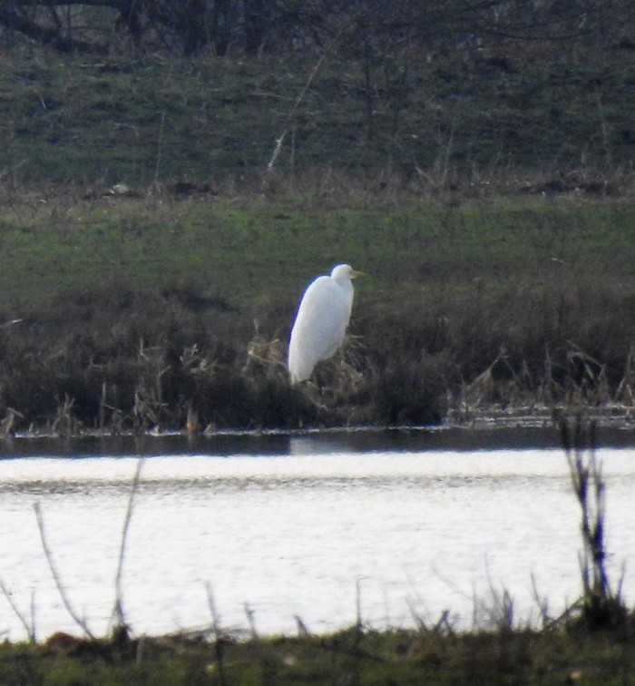 Great White Egret