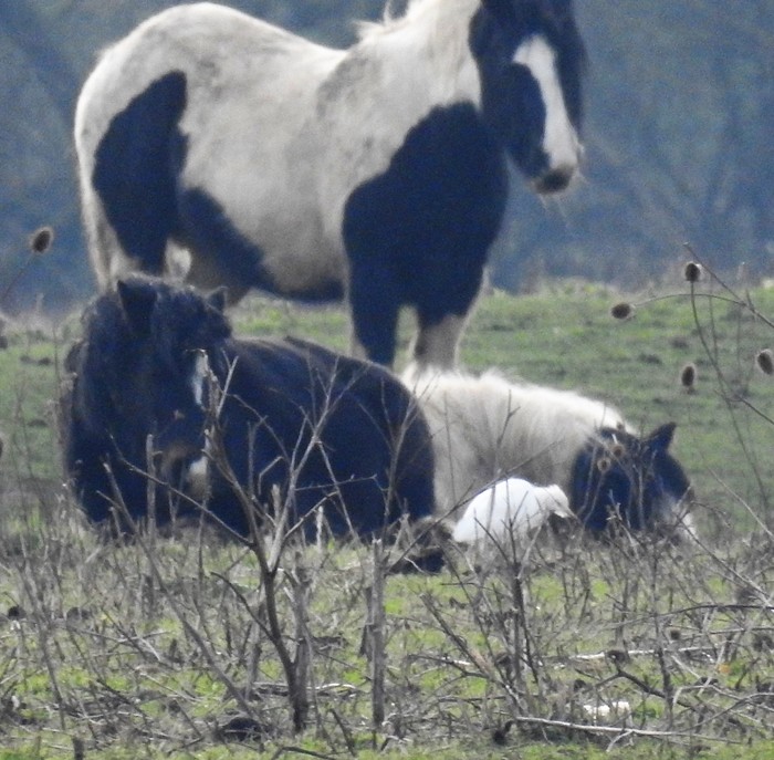 Cattle Egret