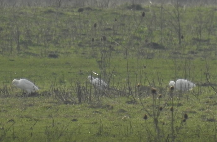 Cattle Egret