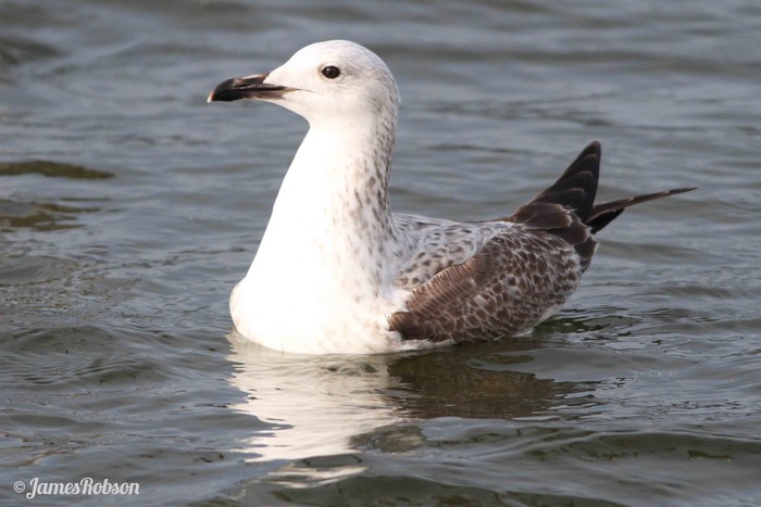 Caspian Gull