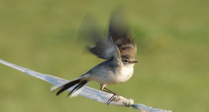 Eastern Yellow Wagtail