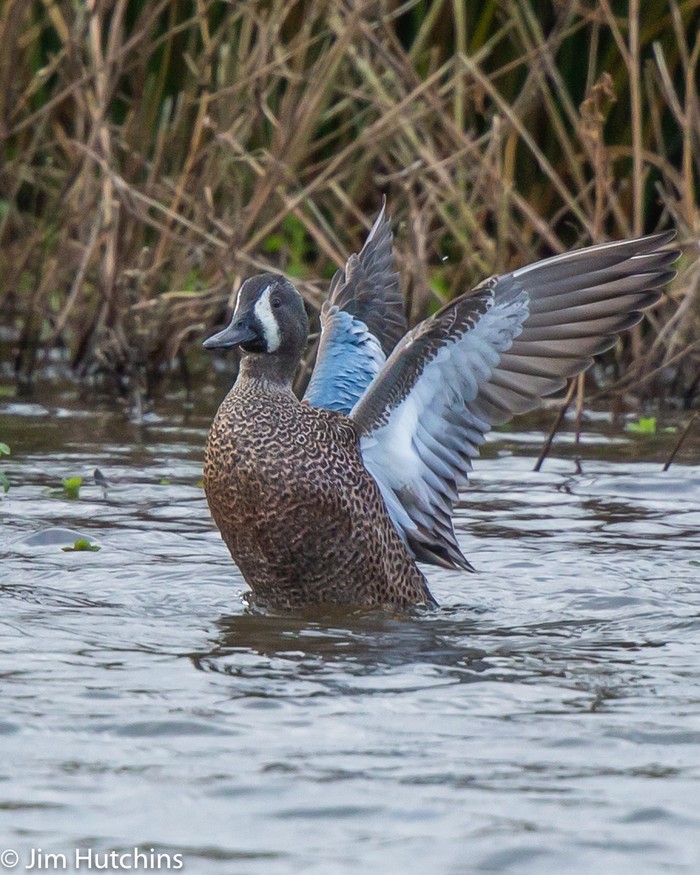 Blue-winged Teal