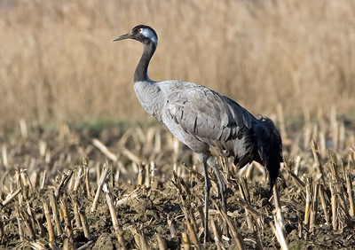 Common Crane