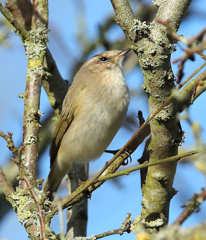 Siberian Chiffchaff