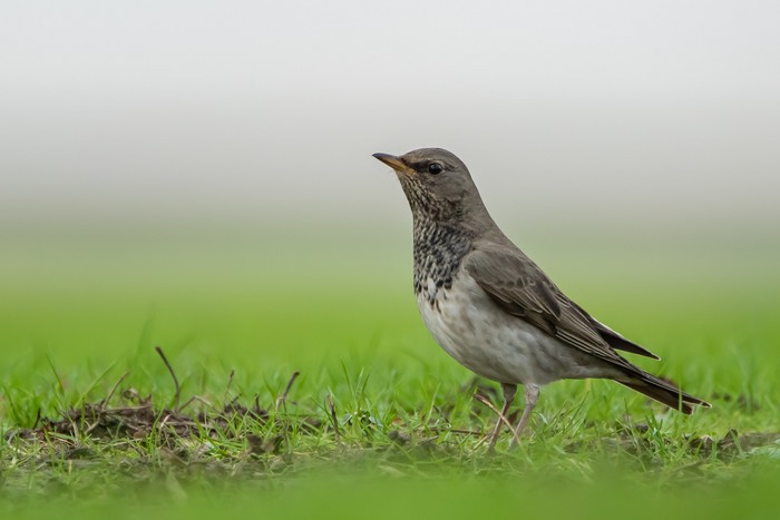 Black-throated Thrush